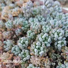 人気セダム　ブルービーン　画像から10カット　多肉植物　セダム