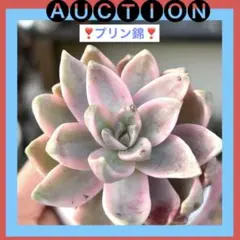 a*a様 ⚠️オークション⚠️ 現品 エケベリア 寄せ植え 多肉弁当 多肉植物