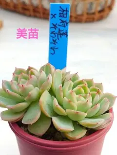 2025年最新】青札の人気アイテム - メルカリ