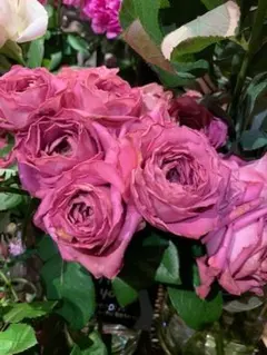 五月様 リクエスト 2点 まとめ商品