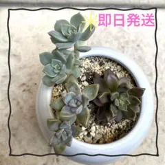 多肉植物セット　抜き苗　多肉植物　抜き苗　セット　セダム　詰め合わせ