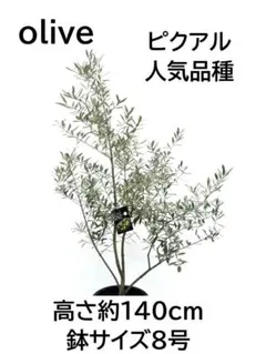 オリーブの木　ピクアル　NO.1121　7号　約100cm　人気品種　現品掲載 オリーブの木 ピクアル NO.1121 7号 約100cm 人気品種 現品掲載 - メルカリ