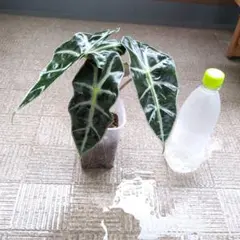 ちゃむ様 リクエスト 2点 まとめ商品