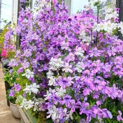 えりちゃん様 リクエスト 2点 まとめ商品