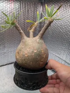 2025年最新】グラキリス 現地球の人気アイテム - メルカリ