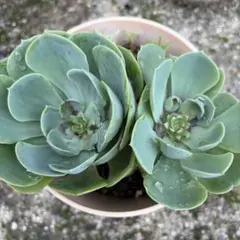 2026年最新】多肉 植物 抜き 苗の人気アイテム - メルカリ