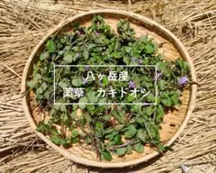 RIN RIN 様 1/3 八ヶ岳 農薬不使用 カキドオシ - メルカリ