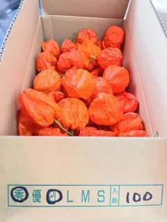 なかじ様 リクエスト 2点 まとめ商品