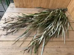 Dyckia jonesiana ディッキア ジョネシアナ 大株 群生 原種 - メルカリ