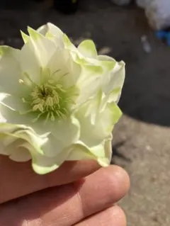 2026年最新】クリスマスローズ ピエラの人気アイテム - メルカリ