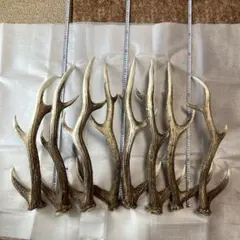 鹿の角のサムネイル