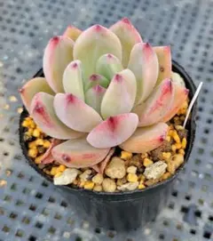 No.14 多肉植物 抜き苗 エンジェルスフィンガーレッド - メルカリ