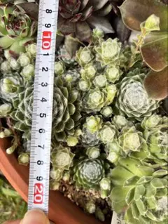 多肉5種 抜き苗のサムネイル