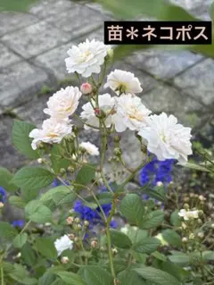 バラ　BC 挿し木苗＊ネコポス