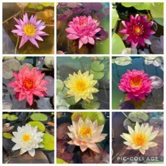 2026年最新】熱帯性睡蓮の人気アイテム - メルカリ