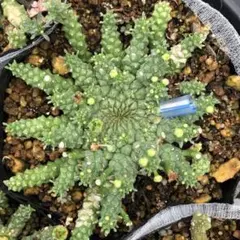 pスケ様 リクエスト 2点 まとめ商品