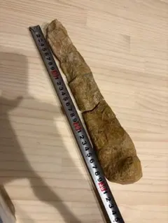 スピコメルスの血道弓　化石　アンキロサウルス スピコメルスの血道弓 化石 アンキロサウルス - メルカリ