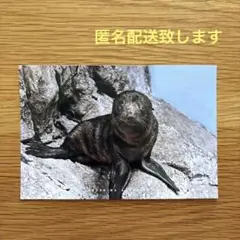 ミナミアメリカオットセイ ポストカード 新江ノ島水族館 非売品