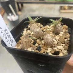 パキポディウムsp 抜き苗5株　恵比寿大黒×ブレビカリックス　実生のサムネイル