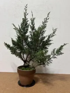 coela様 リクエスト 2点 まとめ商品