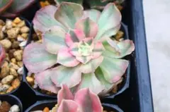 雪*様 アエオニウム・ライチ斑入り