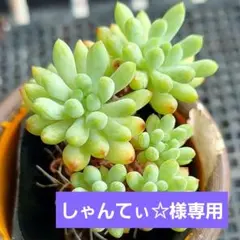 しゃんてぃ☆様 リクエスト 2点 まとめ商品