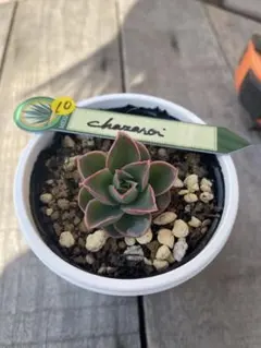 2026年最新】チャザロイの人気アイテム - メルカリ