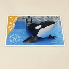 【非売品】 須磨シーワールド 限定　ハロウィン　ステッカー　シャチ　ラン