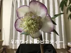2026年最新】堀切園 クリスマスローズの人気アイテム - メルカリ
