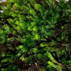 む～様 リクエスト 2点 まとめ商品