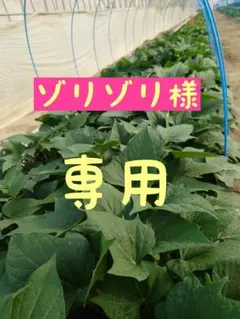 2026年最新】パープルスイートロード 苗の人気アイテム - メルカリ