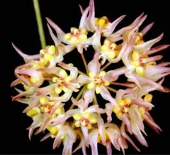 user_58a59a97様 リクエスト 3点 まとめ商品