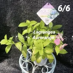 ①*:ஐミラクルな花色変化*:ஐ紫陽花・苗【ラグランジア・オーロランジュ】苗木のサムネイル