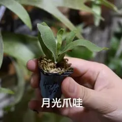 ビカクシダ 月光爪哇のサムネイル