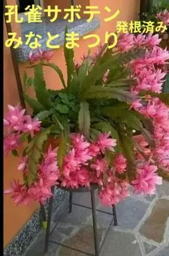 2025年最新】クジャクサボテンみなとまつりの人気アイテム - メルカリ