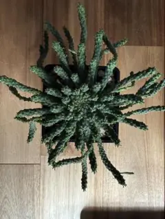 超特大】浜万年草錦 斑入り 多肉植物セダム - メルカリ