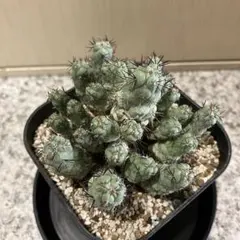 M*X様 マクドガリー 群生 実生 鉢植え メルカリ便送料込み 2025年最新】オルテゴカクタスの人気アイテム - メルカリ