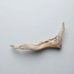 ヒトの脚のような自然流木58cm　マングローブ系　流木アート　オブジェ　希少美品