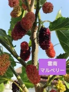クール便【桑の実マルベリー】ショップ名_寿美果樹園Kotomi ←検索して下さい クール便【桑の実マルベリー】ショップ名_寿美果樹園Kotomi ←検索して