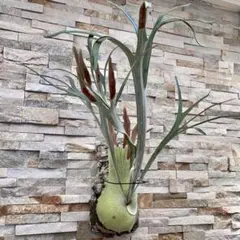 2026年最新】ベイチーワイルドの人気アイテム - メルカリ