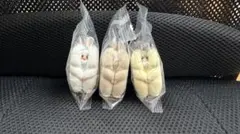 すきまハムスター キャンベルハムスター ゴールデンシナモン ロボロフスキー