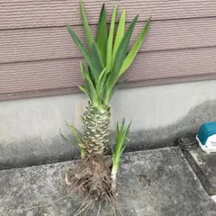 ダイヤモンドジョーイヤシ 壮大なヤシ 実生苗 アガベ ユッカ ヤシ好き