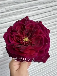 バラ苗 挿し木苗 切花品種 ラスト苗