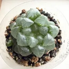 あ様 リクエスト 2点 まとめ商品