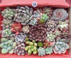 kokuran様 リクエスト 2点 まとめ商品