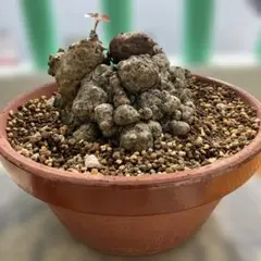 2026年最新】オオハマボウの人気アイテム - メルカリ