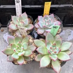 2025年最新】コロラータアウテンティカの人気アイテム - メルカリ