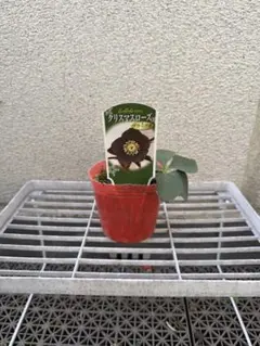 Nao様 リクエスト 2点 まとめ商品　鉢ごと発送