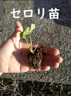 kei様 リクエスト 2点 まとめ商品