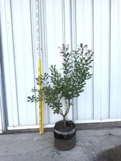 【現品】コーストバンクシア・セイラ　9号　T63番 現品】コーストバンクシア・セイラ 9号 T63番